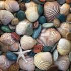 USA, Washington State, Seabeck. Close-up of cockle shells and beach rocks. Art Print